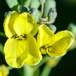 Close-up of yellow flowering plant