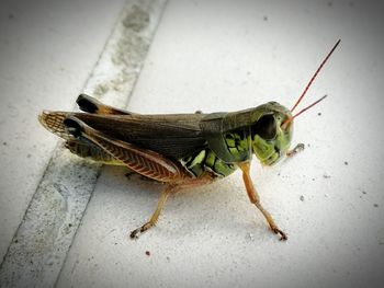 Close-up of grasshopper