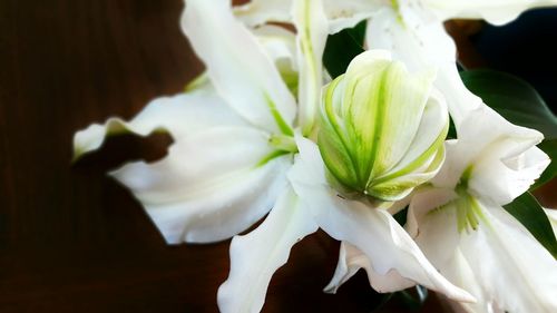 Close-up of white flowers