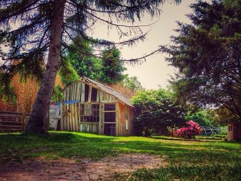Trees growing in house