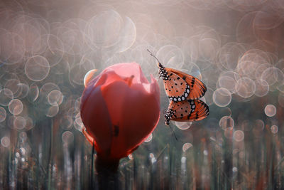 Close-up of butterfly on flower