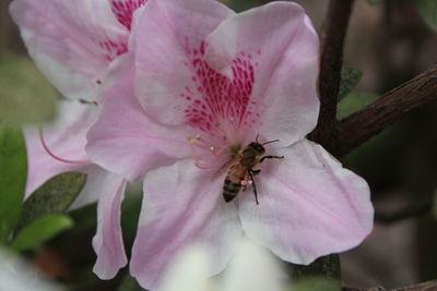 Close-up of insect on pink flower