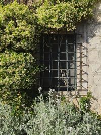 Close-up of ivy on window