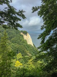 Low angle view of trees against sky