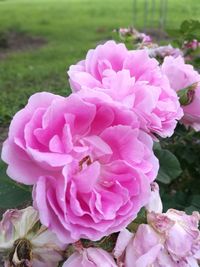Close-up of pink roses blooming outdoors