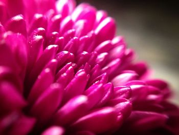 Close-up of pink flower