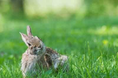 Close-up of rabbit on field