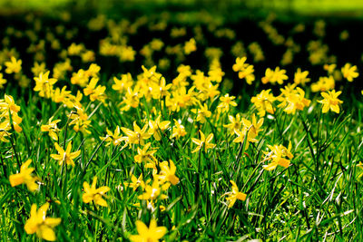 Close-up of yellow flowering plants on field