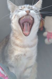 Close-up of cat yawning