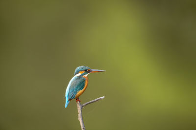 Close-up of bird perching on a plant