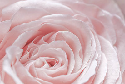 Close-up of rose