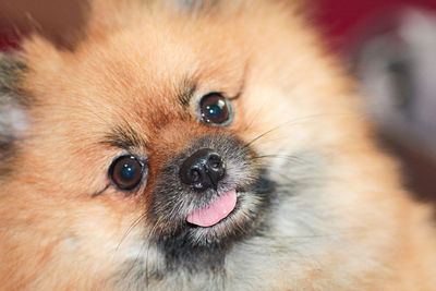 Close-up portrait of a dog