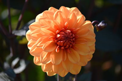 Close-up of orange dahlia