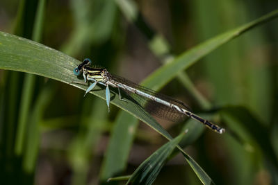 Close-up of grasshopper