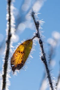 Close-up of snow on plant