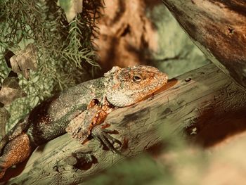 High angle view of lizard on tree trunk