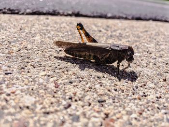 Insect on ground during sunny day