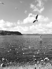 Seagulls flying over sea against sky