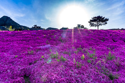 Pink flowering plants on field against sky