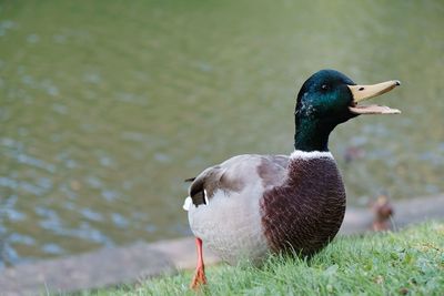 Close-up of mallard duck perching on land against lake