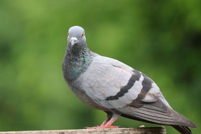 bird