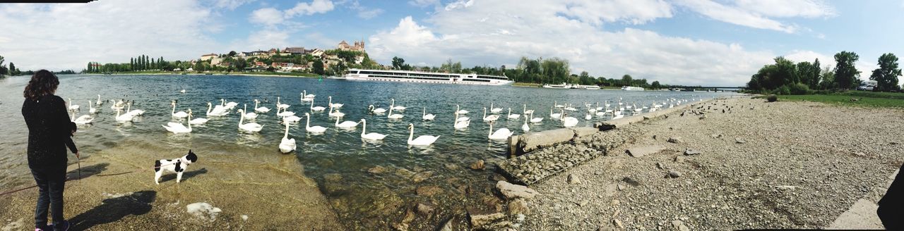 water, animal themes, sky, bird, animals in the wild, sea, cloud, cloud - sky, wildlife, nature, lake, tranquility, tranquil scene, beach, scenics, beauty in nature, day, shore, river