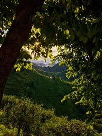 Trees in forest
