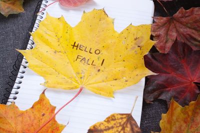 High angle view of maple leaf on autumn leaves