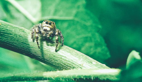 Close-up of spider