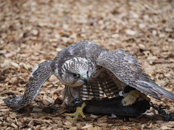 Close-up of eagle