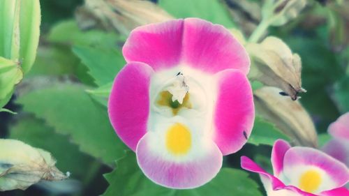 Close-up of pink flowers blooming outdoors