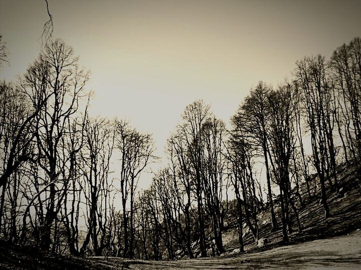 BARE TREES AGAINST SKY