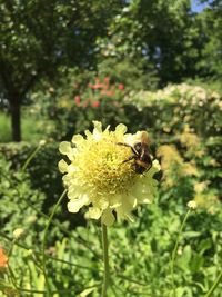 Close-up of bee on yellow flower