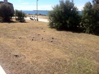 Bird on grass against sky