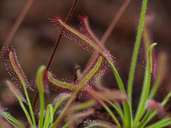 Close-up of purple flowering plant