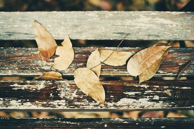 Close-up of leaves on wood
