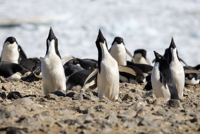 Close-up of penguins at beach