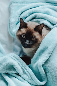 Cat lying on bed