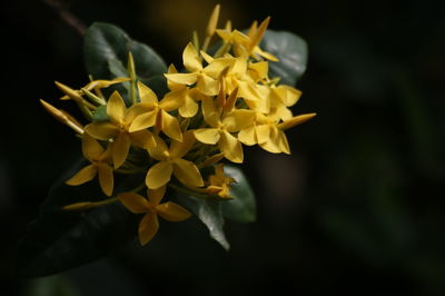 Close-up of yellow flowering plant