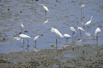 Seagulls in lake