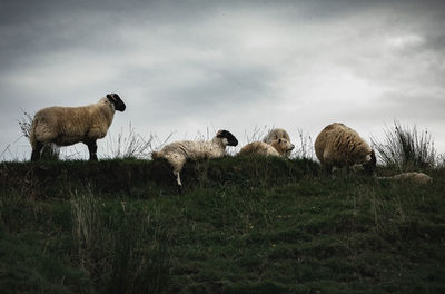 Sheep in a field