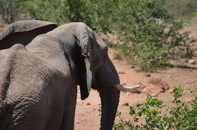 African elephant standing on field