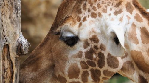 Close-up of a horse