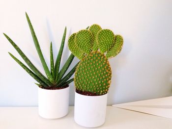 Close-up of aloe vera and cactus plant in pots