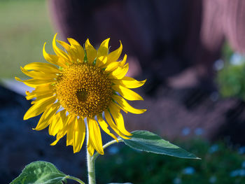 Close-up of sunflower