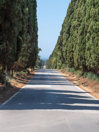 Characteristic long road of the medieval village of bolgheri in tuscany