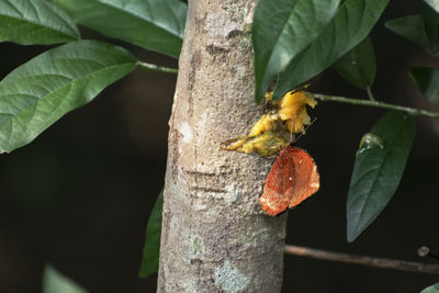 Close-up of insect on leaf