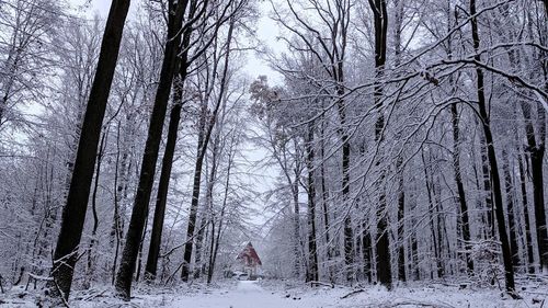 Snow covered trees in forest