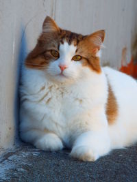Close-up portrait of cat sitting on floor