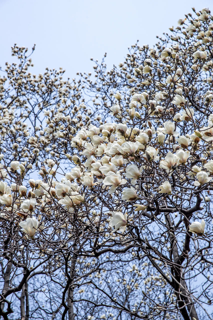 LOW ANGLE VIEW OF FLOWERING PLANTS AGAINST SKY